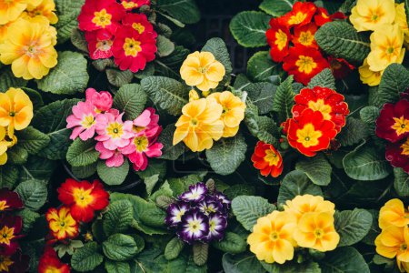 Primula Primrose plants with colorful flowers as background, top view. Happy Easter card. Many Primula Primrose Multicolored flowers.