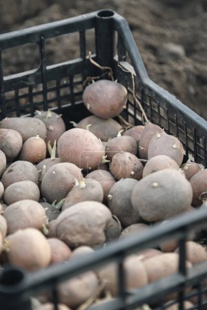 Kartoffeln zum Pflanzen mit gekeimten Trieben in einer Plastikbox. Ausgekeimte alte Saatkartoffeln. Kartoffelknollen-Setzlinge. Das Konzept von Landwirtschaft und Gartenbau, Gemüseanbau und -pflege.