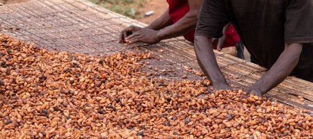 Die fermentierten Kakaobohnen verteilen und trocknen auf einem Brett