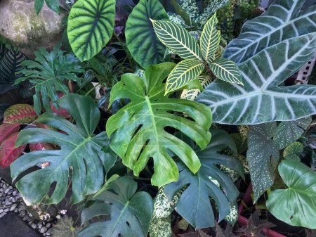 Tropical forest green leaves, monstera, aglonema and alocasia.