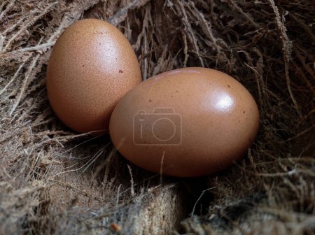 Téléchargez les photos : Oeufs de poulet dans les nids d'osier dans le poulailler vue du dessus. Œufs biologiques naturels dans le foin. Œufs de poulet frais
. - en image libre de droit