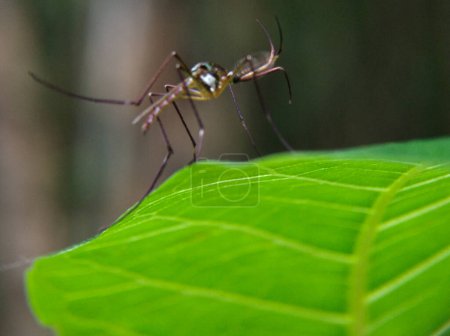 Foto de Primer plano con diminutos mosquitos o chironomidae volar - Imagen libre de derechos