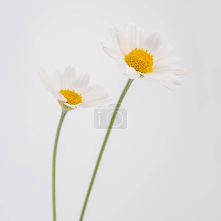 Photo for Chamomile flower beautiful and delicate on white background. chamomile or daisies isolated on white background with clipping path. - Royalty Free Image