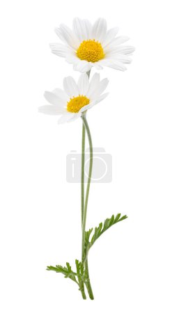 Téléchargez les photos : Chamomile flower beautiful and delicate on white background. chamomile or daisies isolated on white background with clipping path. - en image libre de droit