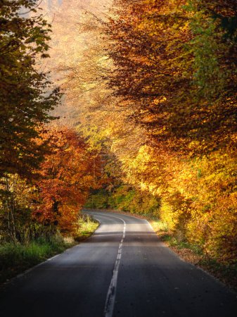 Foto de Camino de asfalto en el bosque de otoño, árboles con hojas doradas. día soleado - Imagen libre de derechos