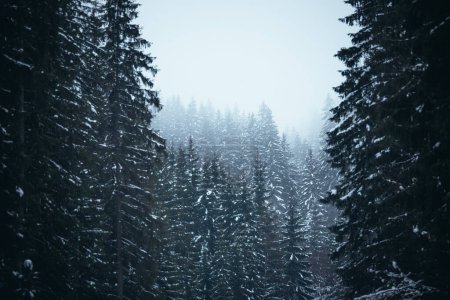 Foto de Paisaje invernal de pinar cubierto de nieve en las montañas - Imagen libre de derechos