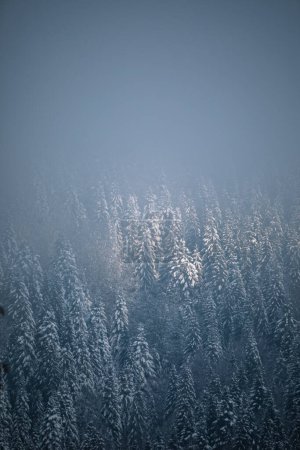 Foto de Abeto cubierto de nieve. Hermoso bosque de invierno - Imagen libre de derechos