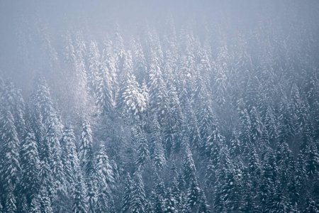 Photo for Foggy winter landscape. Snow covered pine trees in the wilderness - Royalty Free Image