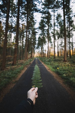 Man holding fern in hand on the background of a forest road 