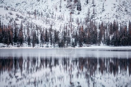 Téléchargez les photos : Belle vue sur un lac de montagne en hiver, les arbres se reflètent dans l'eau claire - en image libre de droit