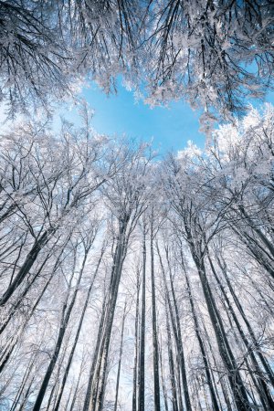 Foto de Vista de abajo hacia arriba de los árboles, cubiertos de nieve - Imagen libre de derechos