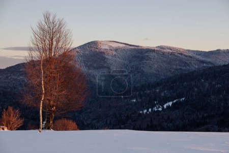 Photo for A beautiful view of a forest in the mountains - Royalty Free Image