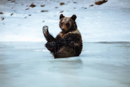 un tiro de cerca de un oso adorable 