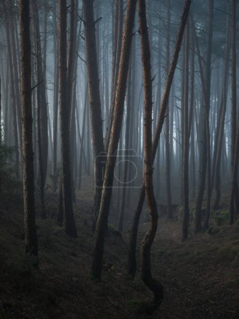 Téléchargez les photos : Brouillard forêt de montagne nature vue panoramique - en image libre de droit