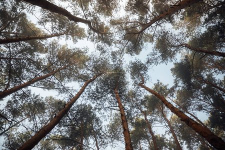 Photo for Pine forest view from the ground - Royalty Free Image