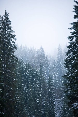 Photo for Beautiful winter landscape with snow covered spruce trees - Royalty Free Image