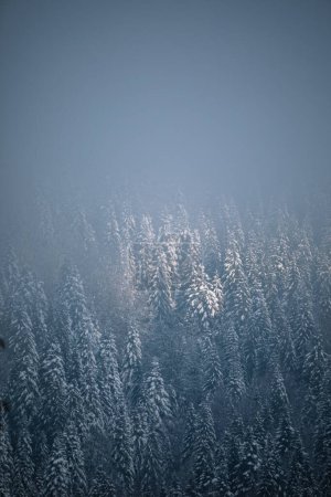 Foto de Winter nature background. Foggy forest - Imagen libre de derechos