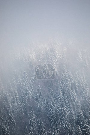Téléchargez les photos : Foggy forest. Winter nature background - en image libre de droit