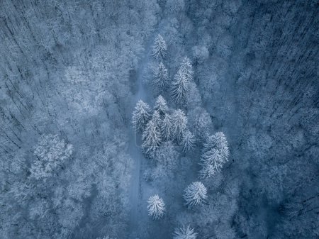 Foto de Spruce forest, beautiful aerial top view. Amazing snowy scene. Christmas theme. Winter nature concept. - Imagen libre de derechos
