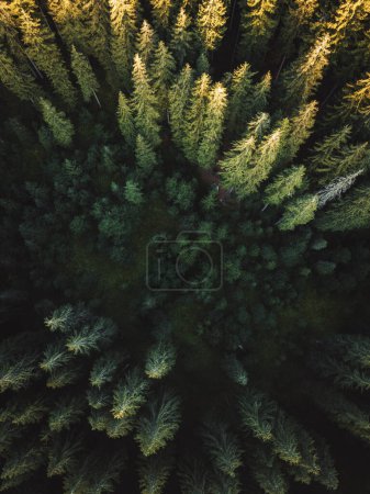 Top down aerial view of evergreen pine forest from above at sunrise.Summer season.Captured with a drone.