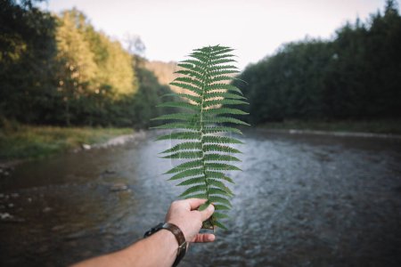 Man holding fern in hand on the background of a mountain river