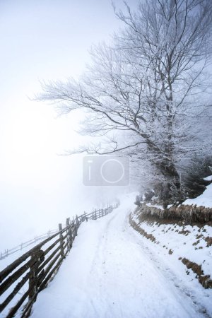 Téléchargez les photos : Route en forêt hivernale en montagne - en image libre de droit
