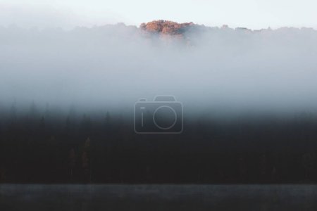 Foto de Colorful Trees in mist. Autumn Scene - Imagen libre de derechos