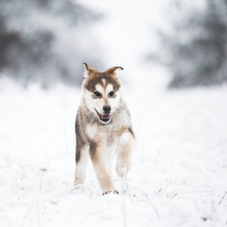 Photo for Portrait of a beautiful young dog on a snowy field. Alaskan malamute - Royalty Free Image