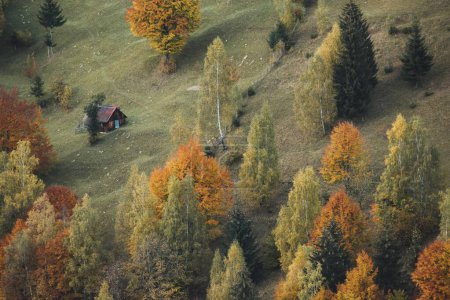 Téléchargez les photos : Beau paysage forestier d'automne - en image libre de droit