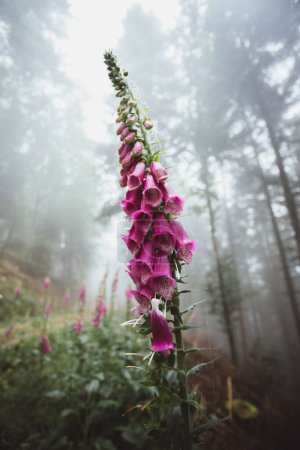 Photo for Foxglove flowers in the wilderness. Colorful majestic foggy forest. Summer season - Royalty Free Image