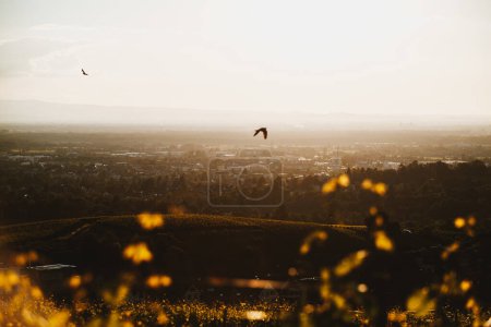 Téléchargez les photos : Scenic view to the city from the vineyards of Germany at sunset with birds on sky. Offenburg, Europe - en image libre de droit