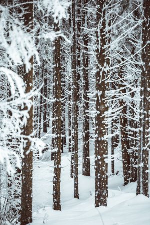 Foto de Close up of frozen trees in the mystical - Imagen libre de derechos