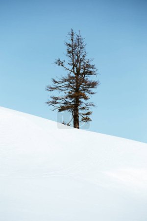 Single tree in frost and landscape in snow against blue sky. Winter scenery. Minimalistic concept