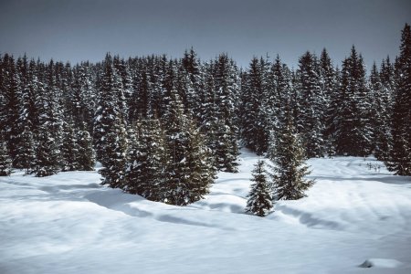 Téléchargez les photos : Snowy landscape with a beautiful view of the snow covered forest in the mountains - en image libre de droit