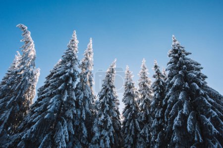 Téléchargez les photos : Snow covered pine trees with beautiful blue, clear sky - en image libre de droit