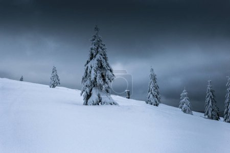 Foto de Árboles cubiertos de nieve en las montañas - Imagen libre de derechos