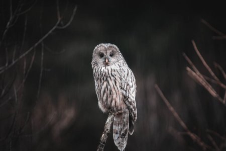 Photo for Close up portrait of beautiful owl - Royalty Free Image