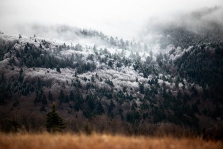 Photo for Beautiful foggy morning of the mountains in the fog. the forest is covered with snow - Royalty Free Image