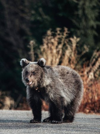 Téléchargez les photos : Wild grizzly bear is crossing the road - en image libre de droit