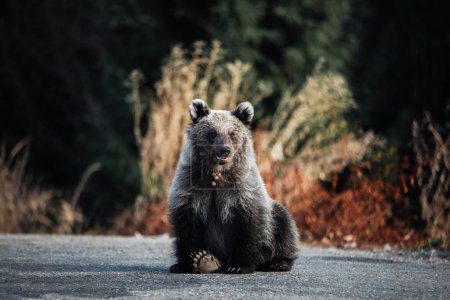 Téléchargez les photos : Wild grizzly bear is sitting on the road - en image libre de droit