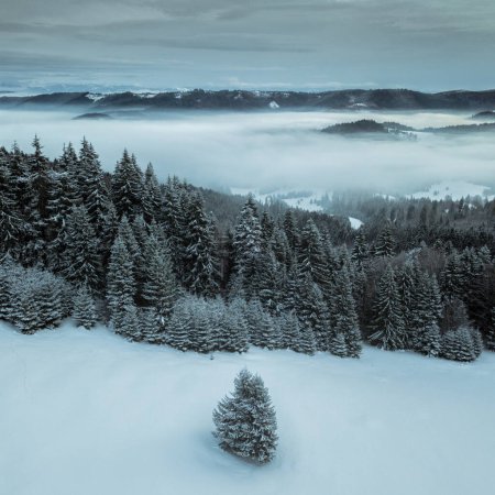 Foto de Snow covered pine trees in the forest, with a beautiful sky - Imagen libre de derechos