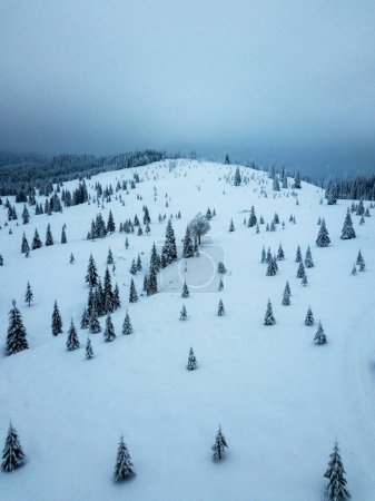 Foto de Hermoso paisaje de montaña con árboles cubiertos de nieve - Imagen libre de derechos