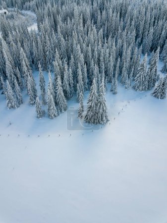 Téléchargez les photos : Aerial view of white frozen trees in winter season - en image libre de droit