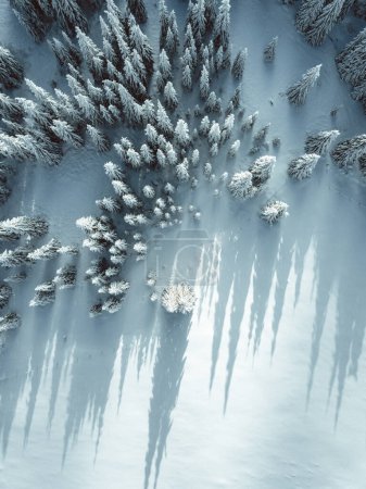 Foto de Impressive aerial view of snow covered forest trees and long shadows. Winter landscape - Imagen libre de derechos