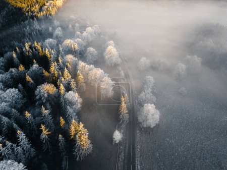 Téléchargez les photos : Wonderful foggy nature landscape. Frosty trees illuminated by the first light at early morning in the wilderness. Asphalt road through the forest. Winter background. Aerial view - en image libre de droit