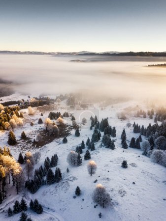 Snow covered frozen trees in the foggy sunrise, captured from above with drone. Winter nature background. Transylvania, Romania.