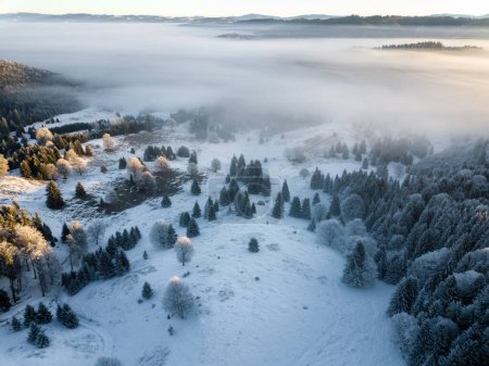 Téléchargez les photos : Snow covered frozen trees in the foggy sunrise, captured from above with drone. Winter nature background. Transylvania, Romania. - en image libre de droit