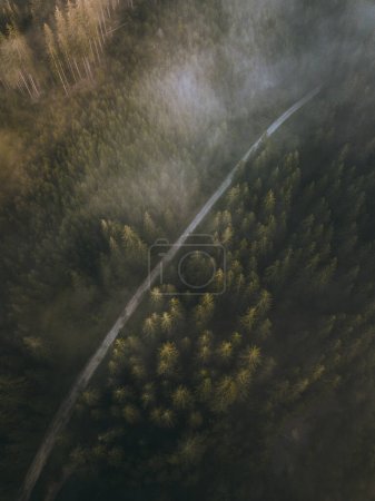 Foto de Low clouds in the majestic forest. Road in the woods. Aerial morning landscape - Imagen libre de derechos