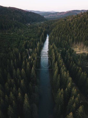 Téléchargez les photos : Aerial view of green summer spruce forest and clear mountain river in Comandau, Transylvania, Romania. - en image libre de droit