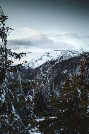 Foto de Hermoso tiro de un bosque de invierno nevado con las montañas - Imagen libre de derechos